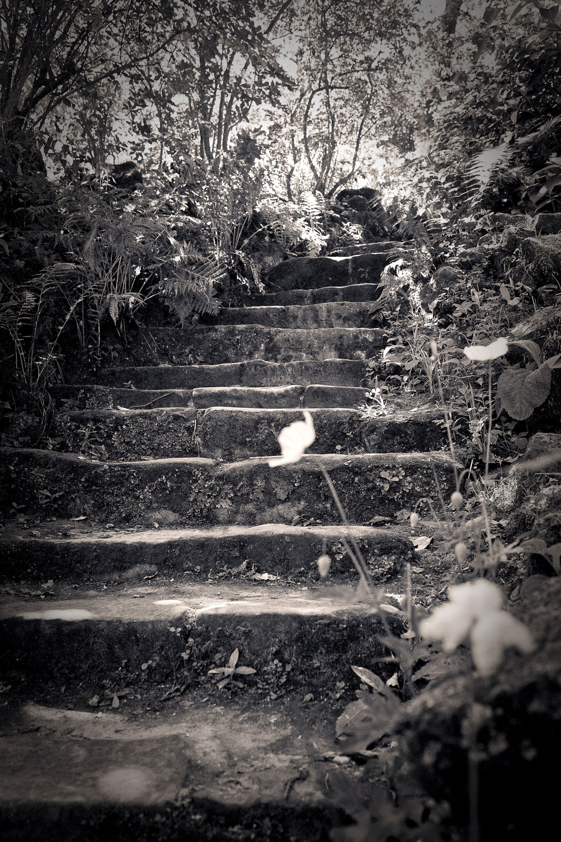 Woodland Steps, Lamberhurst, Kent