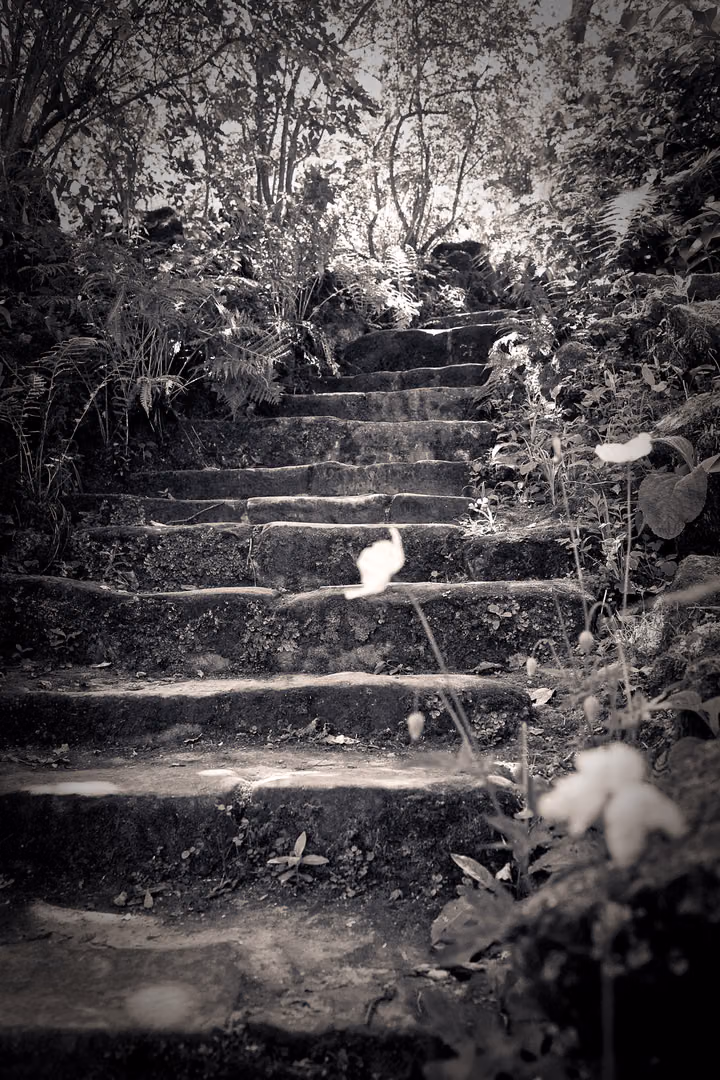 Woodland Steps