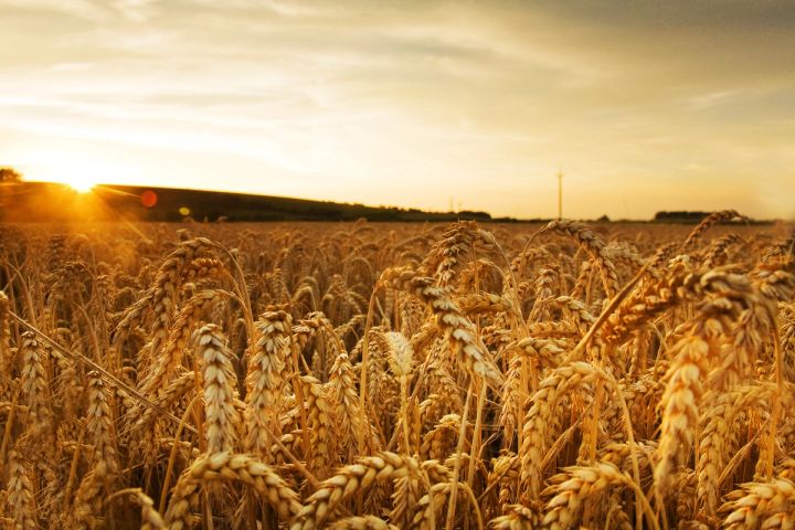 Sunstar over the Wheat