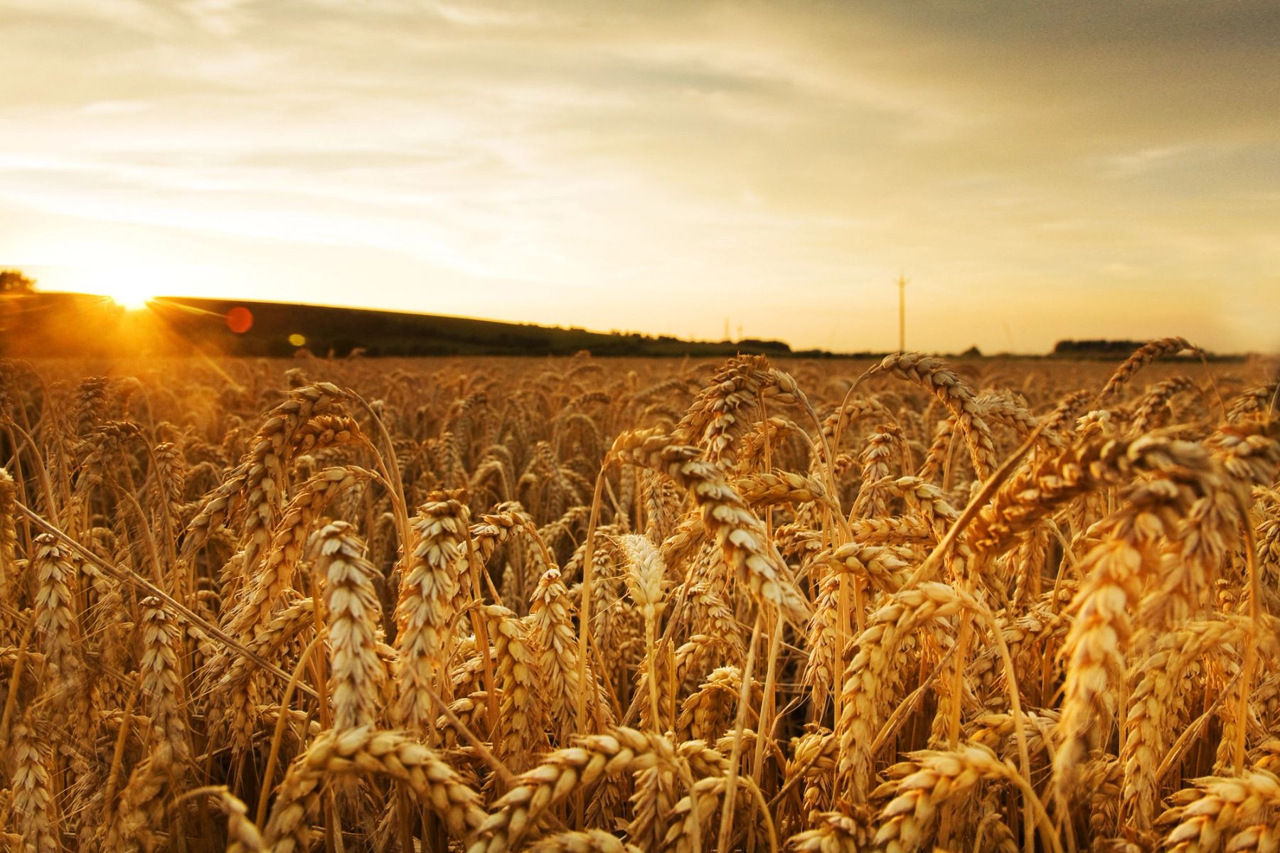 Sunstar over the Wheat, Sussex