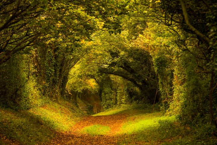 Green and Gold Archway