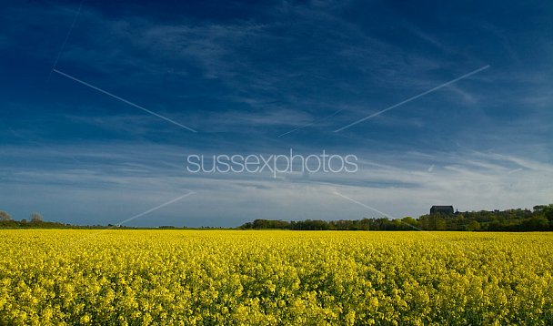 Fields of Yellow Photo