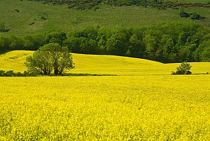 View Fields of Yellow Photos >>