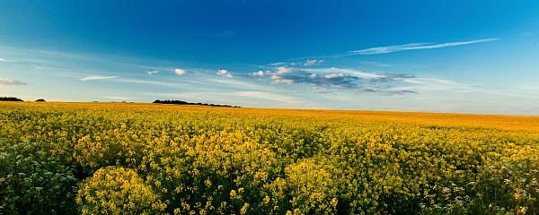 Oil Seed Fields Across Sussex 2