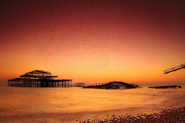 Starlings Over The West Pier 1
