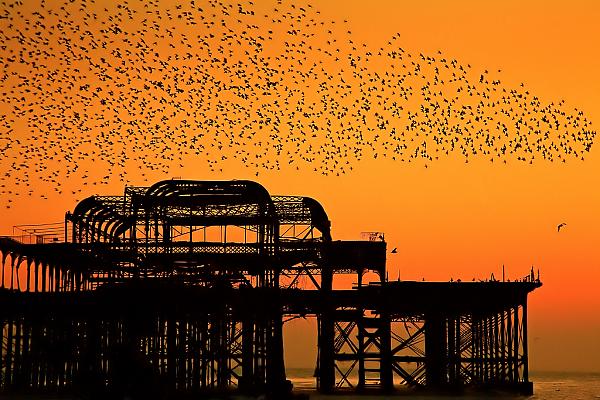 Starlings Over The West Pier 3